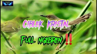 Download Ciblek Kristal full Ngebren  || Sangat Cocok Untuk Masteran Burung Anda ‼‼ MP3