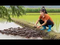 Download Lagu Harvest 1000kg of big crabs from the field - sell at the country market | Lucii Harvest
