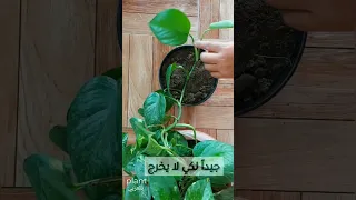 طريقة صحيحة 100 لتكثير اللابلاب 