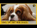 5 Things That Emotionally Hurt Your Cavalier King Charles Spaniel