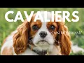Is it worth it to get a Cavalier King Charles Spaniel in 2025