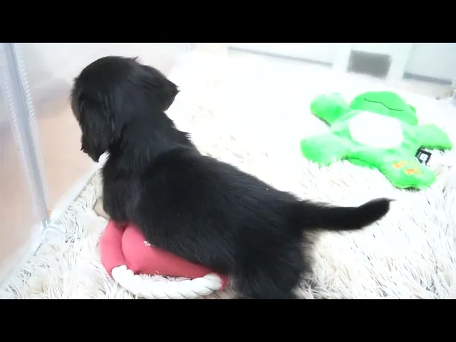 動画