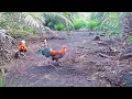 Download Lagu PIKAT AYAM HUTAN TERBARU TAHUN 2021