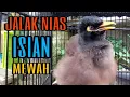 Download Lagu Jalak Nias Gacor Full Isian - Ngekek Mewah Mudah Di Tiru Burung Lain