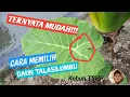 Download Lagu Cara memilih Daun Talas yang bisa dimasak