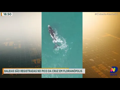 Baleias são registradas no Pico da Cruz em Florianópolis