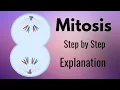 Mitosis Explained Step by Step with Animation