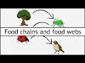 Ecosystems Section 2 Food Chains and Niche