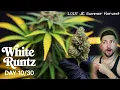 Is White Runtz Really This Good After 10 Days Day