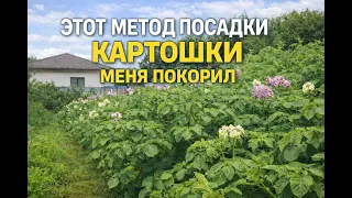 Я больше никогда не буду сажать картошку старым способом. Вот почему...