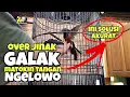 Download Lagu Trik jitu dan mudah mengatasi murai batu over jinak,matuk tangan ,galak dan ngelowo