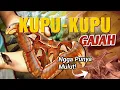 Download Lagu FAKTA KUPU-KUPU GAJAH! KUPU-KUPU TERBESAR DI DUNIA | Attacus Atlas