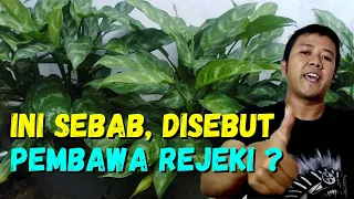 Download tanaman sri rejeki hijau | wajib ada di rumah | sri rejeki tanaman MP3