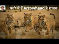 Download Lagu More Danger to Cubs After Death of Their Celebrity Mother I @tigersandbeyond I Ajay Suri