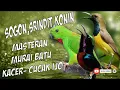 Download Lagu masteran TOP SOGON, SRINDIT, KONIN suara super jernih