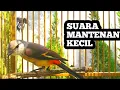 Download Lagu SUARA BURUNG MANTENAN KECIL