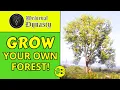 Medieval Dynasty How to Plant Trees