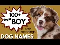 130 Best Male Dog Names with Deep MEANINGS Boy Dog Names