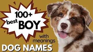 130 Best Male Dog Names with Deep MEANINGS Boy Dog Names