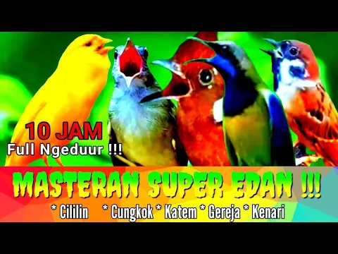 Download MP3 Masteran super edan 10 jam,Kapas tembak,cililin,gereja tarung,cungkok, kenari#anakkucingmeongmeong