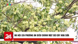 Hà Nội lên phương án điều chỉnh mật độ cây hoa sữa | Cụm tin | VTV24