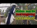 Lagu suara burung kacer ngeplong gacor sangat ampuh buat pancingan kacer bahan bikin cepat gacor