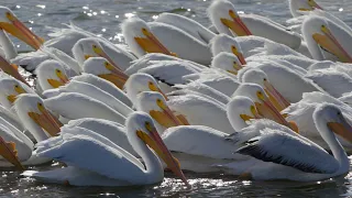 America's Two Pelican Species Are So Similar, Yet So Different: Wild Birds Revealed