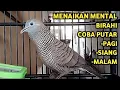 Perkutut Lokal Gacor Suara Super Kristal - Pancingan Malas Bunyi  (99%AMPUH BANGET)