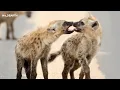 Download Lagu Hyena hongerspelen