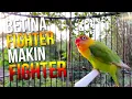 Lagu LOVEBIRD FIGHTER JADI TAMBAH FIGHTER DENGAR MASTERAN INI