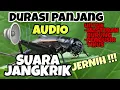 Download Lagu (AUDIO) SUARA JANGKRIK. UNTUK MASTERAN BURUNG KICAU MURAI BATU, KACER, CUCAK IJO DAN PENGUSIR TIKUS