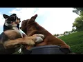 Download Lagu Pit Bull ATTACKED by Dominant Dog At Dog Park