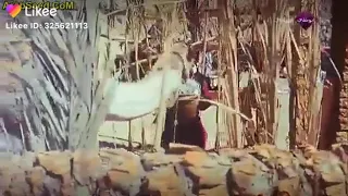 انا حظي قليل في كل حاجه والله دندنها