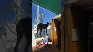 https://sailinguv-shop.fourthwall.com/.     #fyp #dream #doberman #pets #youtube