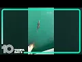 seen swimming under Pompano Beach pier
