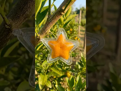 Watch This Orange Become a Star ⭐🍊 #Orange#StarFruit#TimeLapse