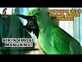 Download Lagu NGERI!!  CUCAK IJO FULL ISIAN KAPAS TEMBAK DAN CILILIN | GOPRO HERO 5