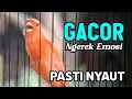 Lagu KENARI GACOR PANJANG Rol Rapat EMOSI Cuit cuit Ngerol AMPUH untuk Pancingan KENARI MACET BUNYI