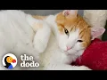 Download Lagu A Special Red Sweater Completely Transformed This Spicy Foster Cat | The Dodo