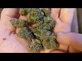 Pink Cookies 22 Trulieve Eustis
