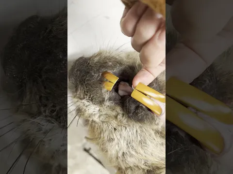 😱 Why Beavers Are Secretly So Dangerous! 🦫
