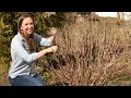 How To Prune All Hydrangea Varieties Pruning Hydrangeas Northlawn Flower Farm