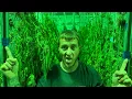 Blue Dream Harvest in 2025 Symbiotic Genetics visit