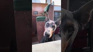 #fyp #dream #pets #doberman #vlog