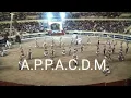Download Lagu APPACDM 2019 Marchas de Setúbal