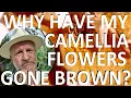 Why Have My Camellia Flowers Buds Turned Brown - Camellia Flower Blight