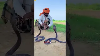 هل الثعبان ليس له أذنان Shorts 