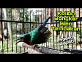 Download Lagu Masteran Kolibri Wulung Gacor Isian Tembakan Rapat Bikin Kowul Lain Ikut Bunyi Nembak