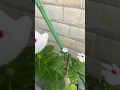 Download Lagu #flowers #plants #garden #flowers #gardening #shortvideo #youtube