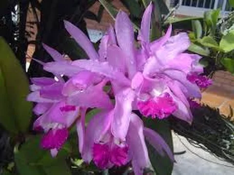 COMO CUIDAR DE ORQUÍDEAS CARACTERISTICAS